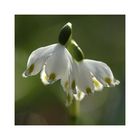 Frühling im Park 4