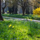 Frühling im Park