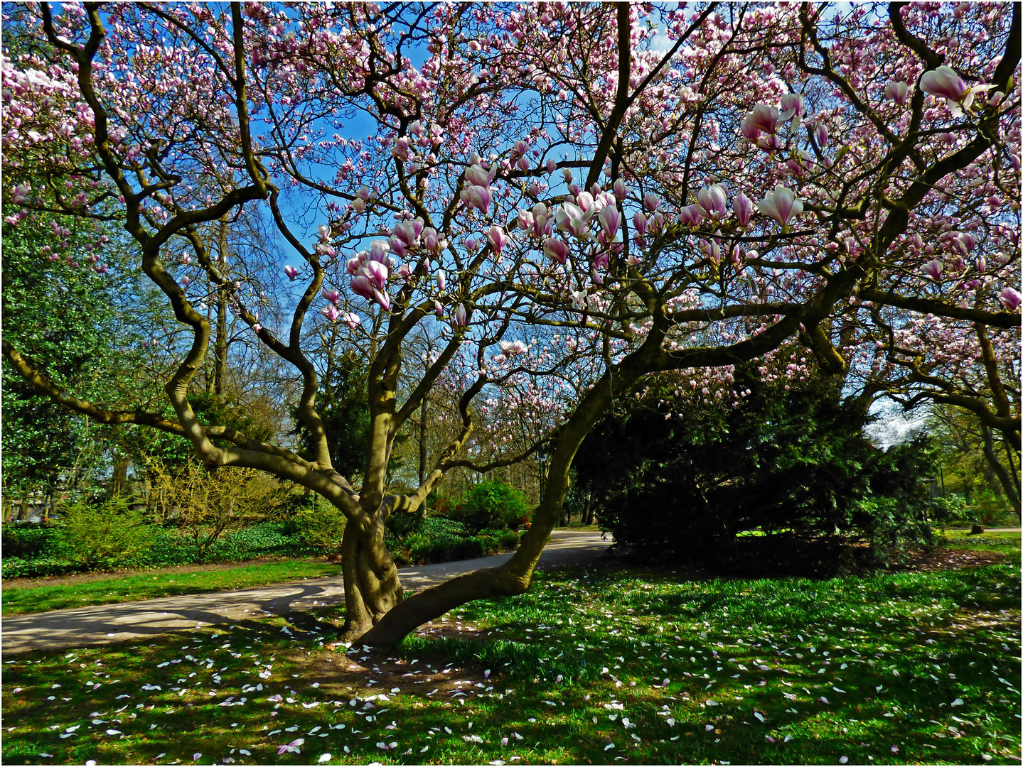 Frühling im Park