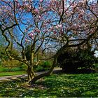 Frühling im Park