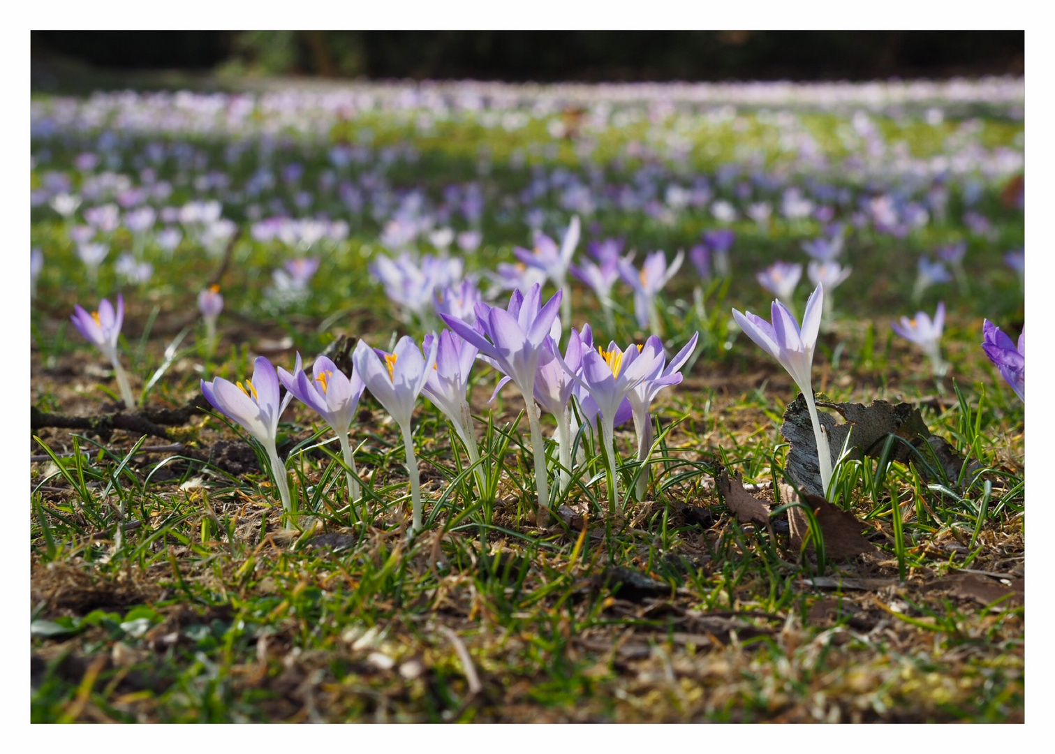 Frühling im Park