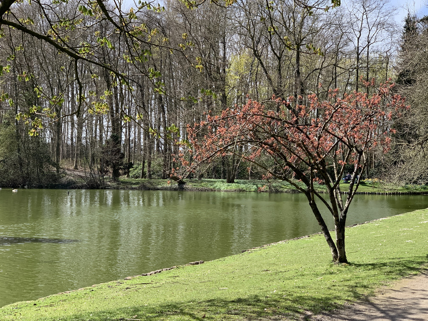 Frühling im Park