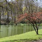 Frühling im Park