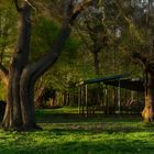 Frühling im Park