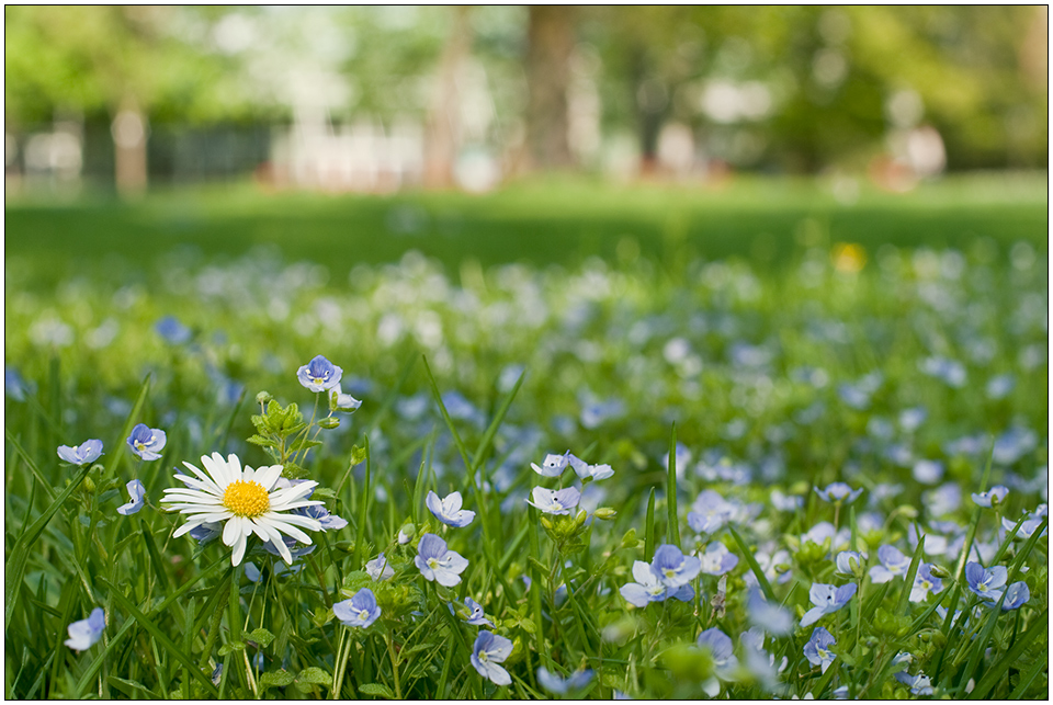 Frühling im Park