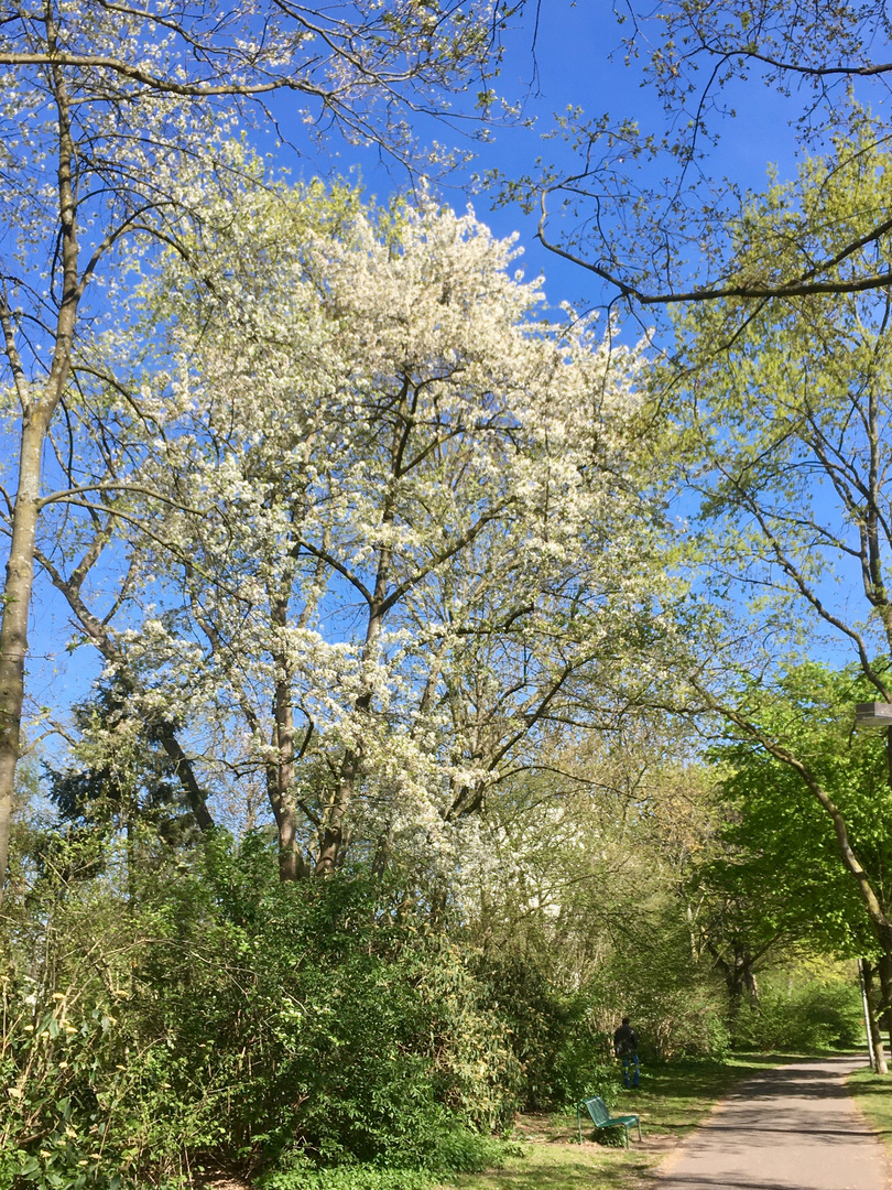 Frühling im Park