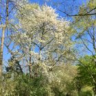 Frühling im Park