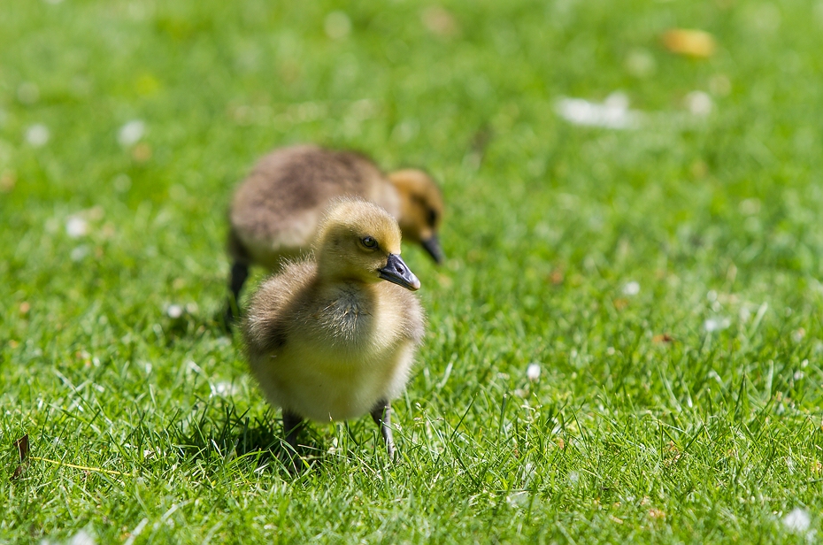 Frühling im Park