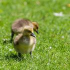 Frühling im Park