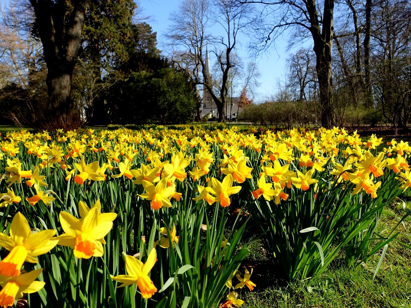 Frühling im Park