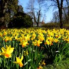 Frühling im Park