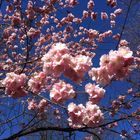 Frühling im Park