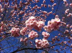 Frühling im Park