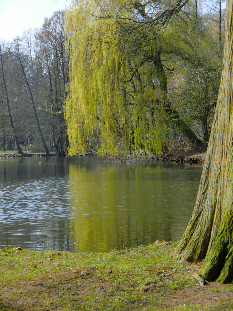 Frühling im Park