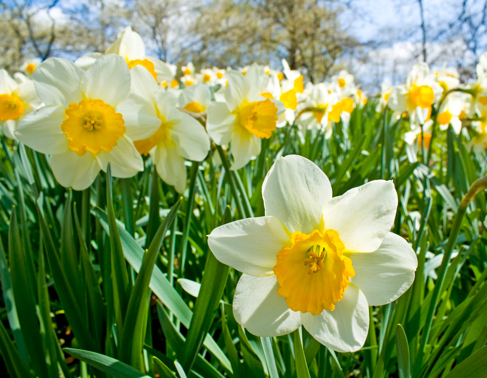 Frühling im Park von c.eichenlaub 