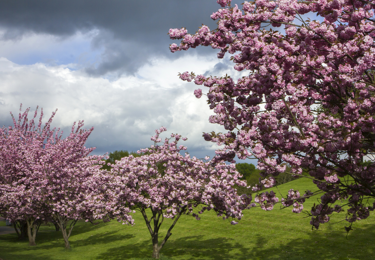 Frühling im Park