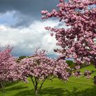 Frühling im Park