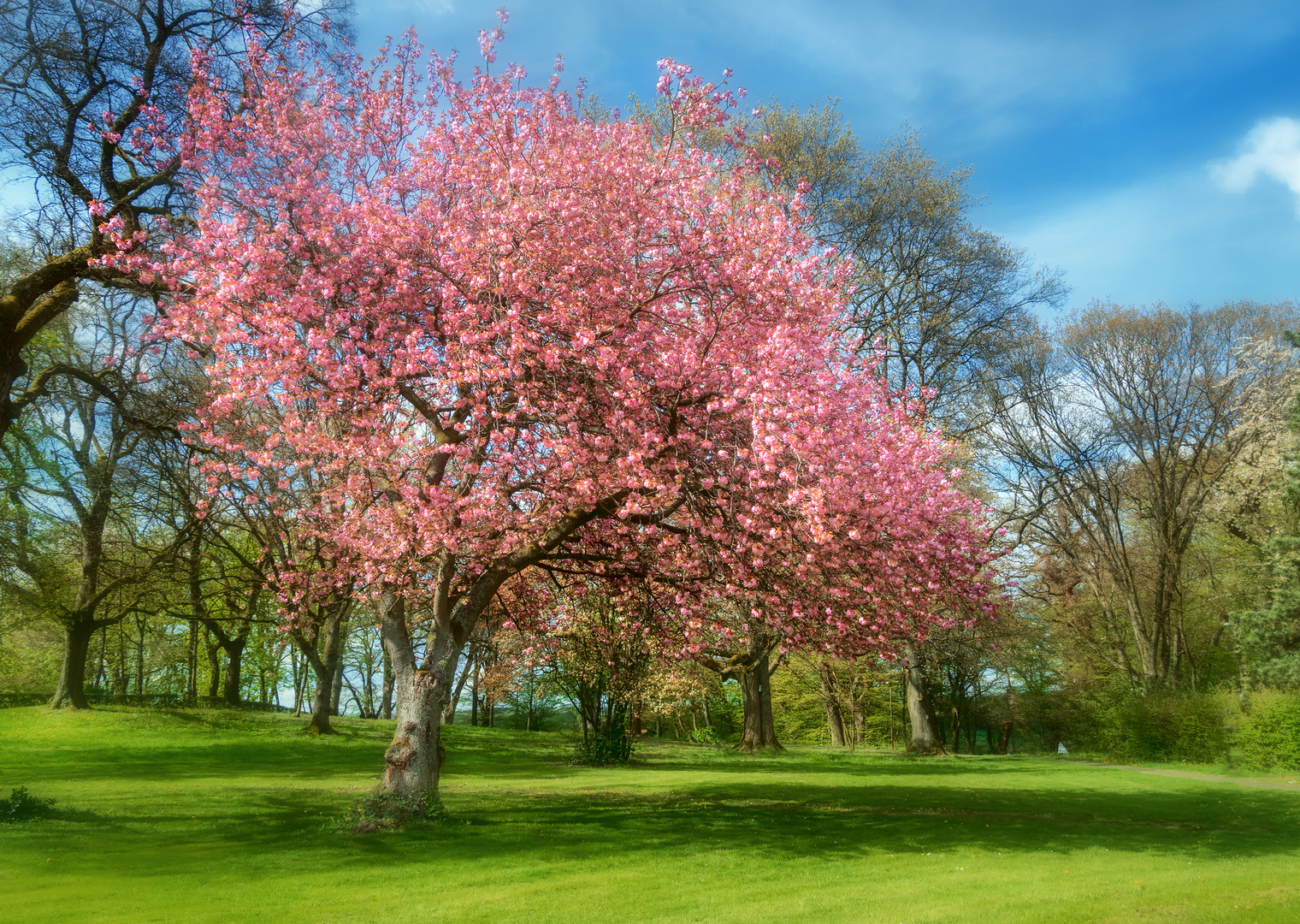 Frühling im Park