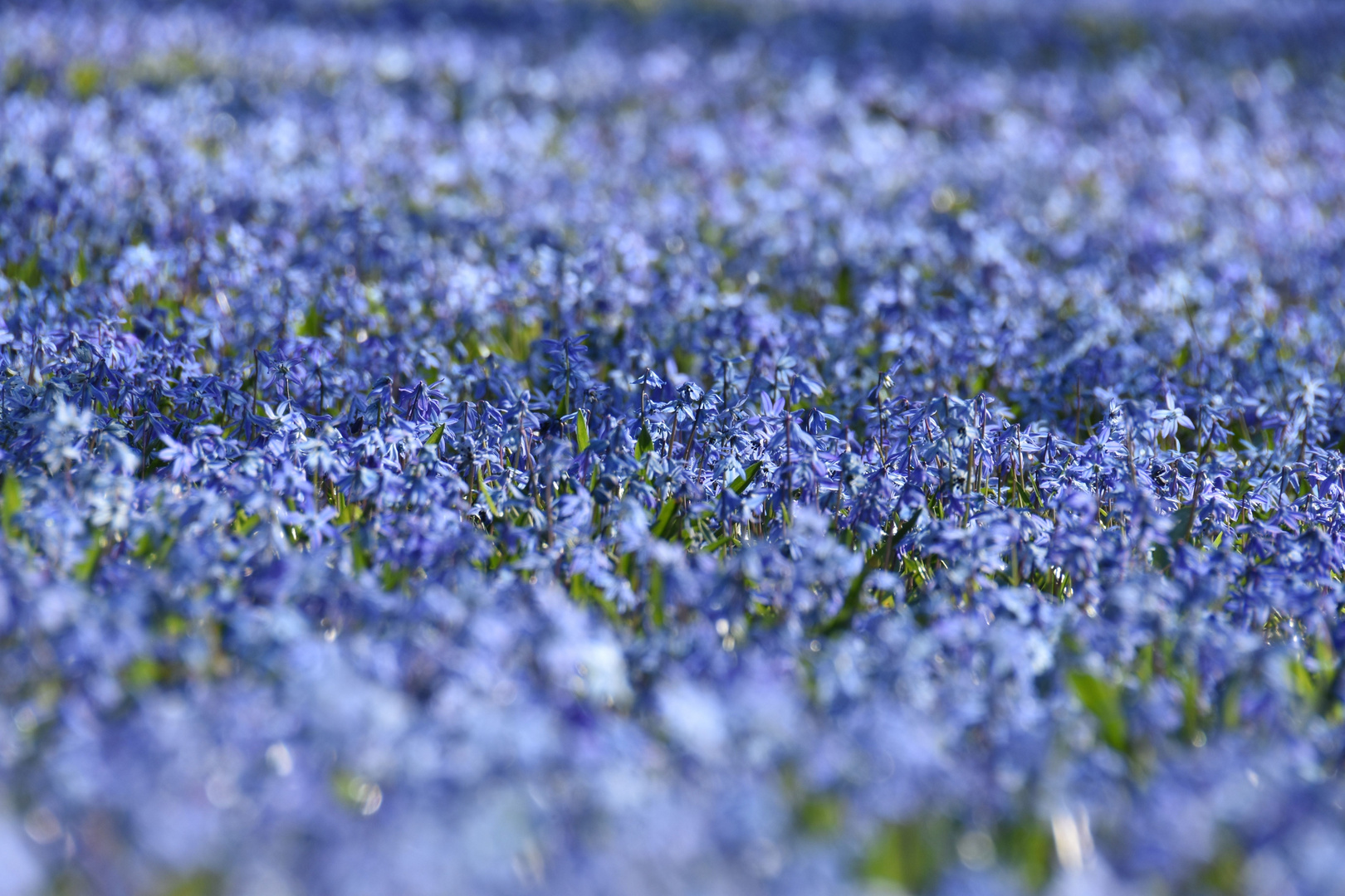 Frühling Im Park