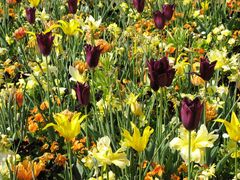 Frühling im Park