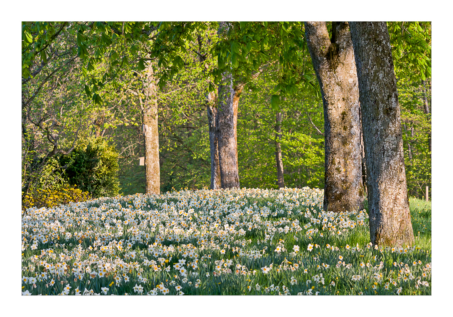 Frühling im Park