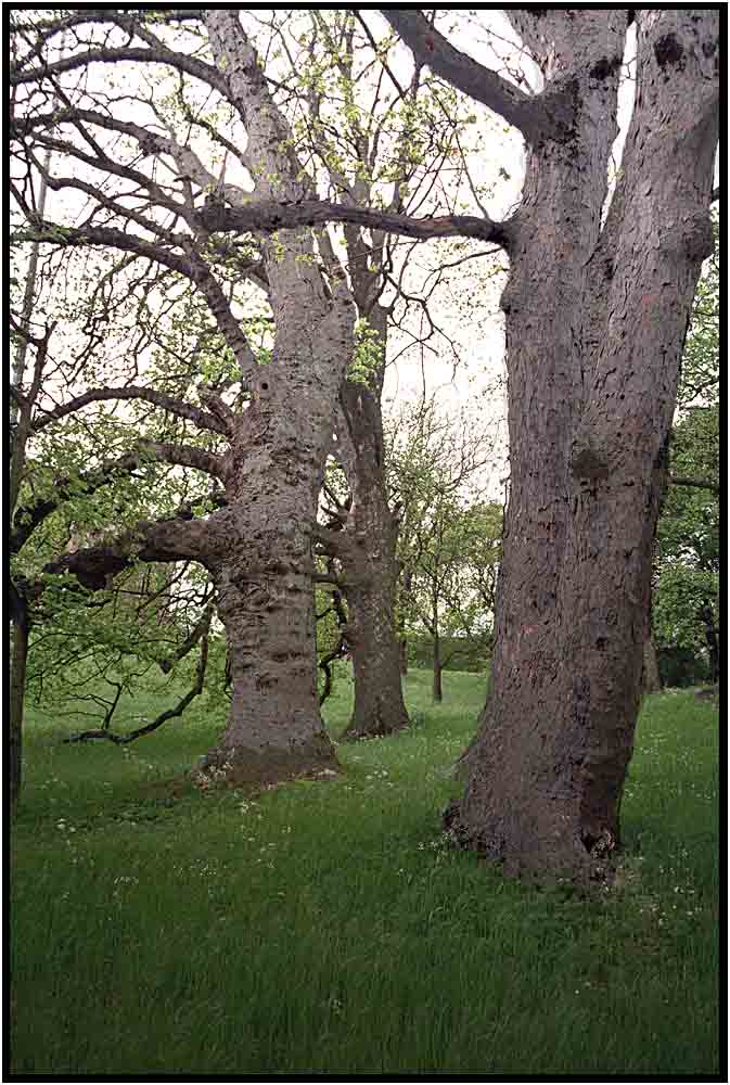 Frühling im Park an der Wilhelmshöhe