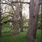 Frühling im Park an der Wilhelmshöhe