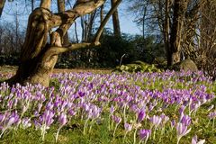 Frühling im Park