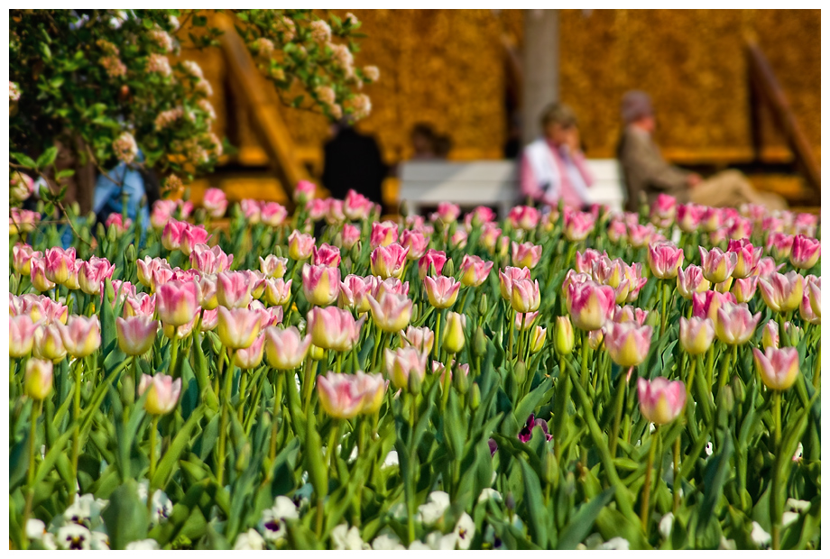 Frühling im Park