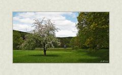 Frühling im Park