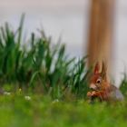 Frühling im Park