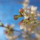 Frühling im Park