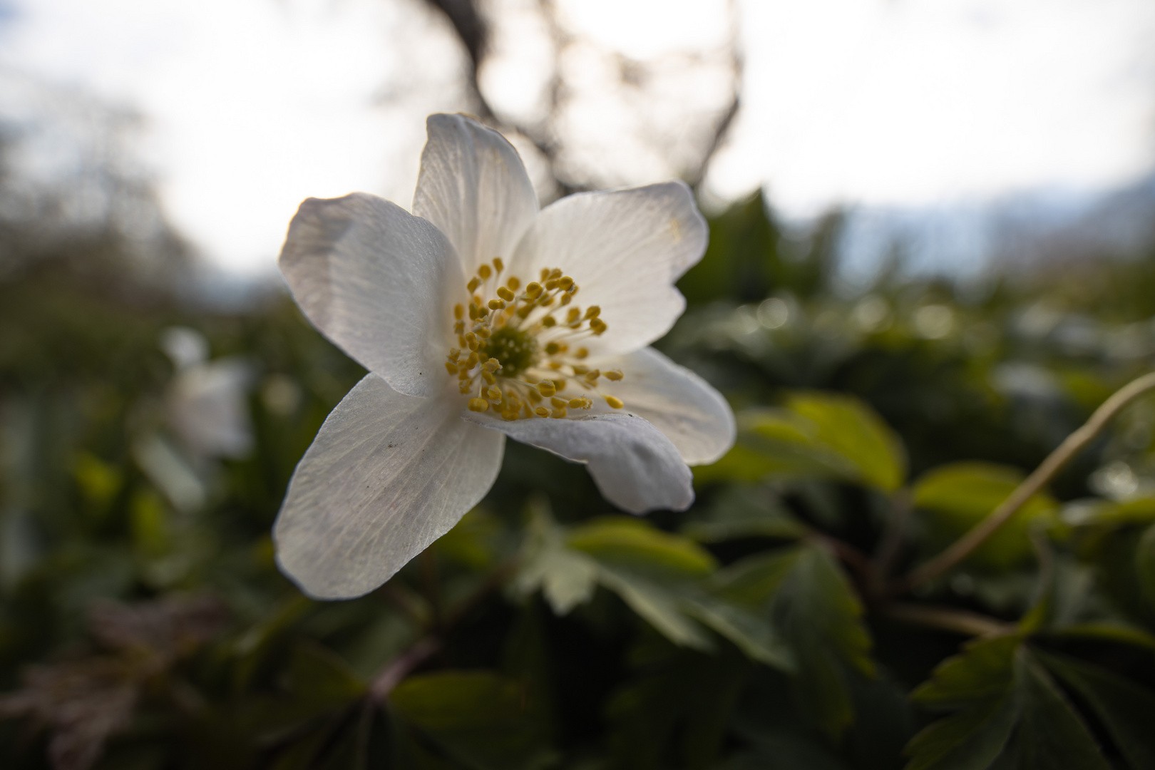 Frühling im Park