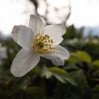 Frühling im Park