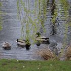 Frühling im Park ...