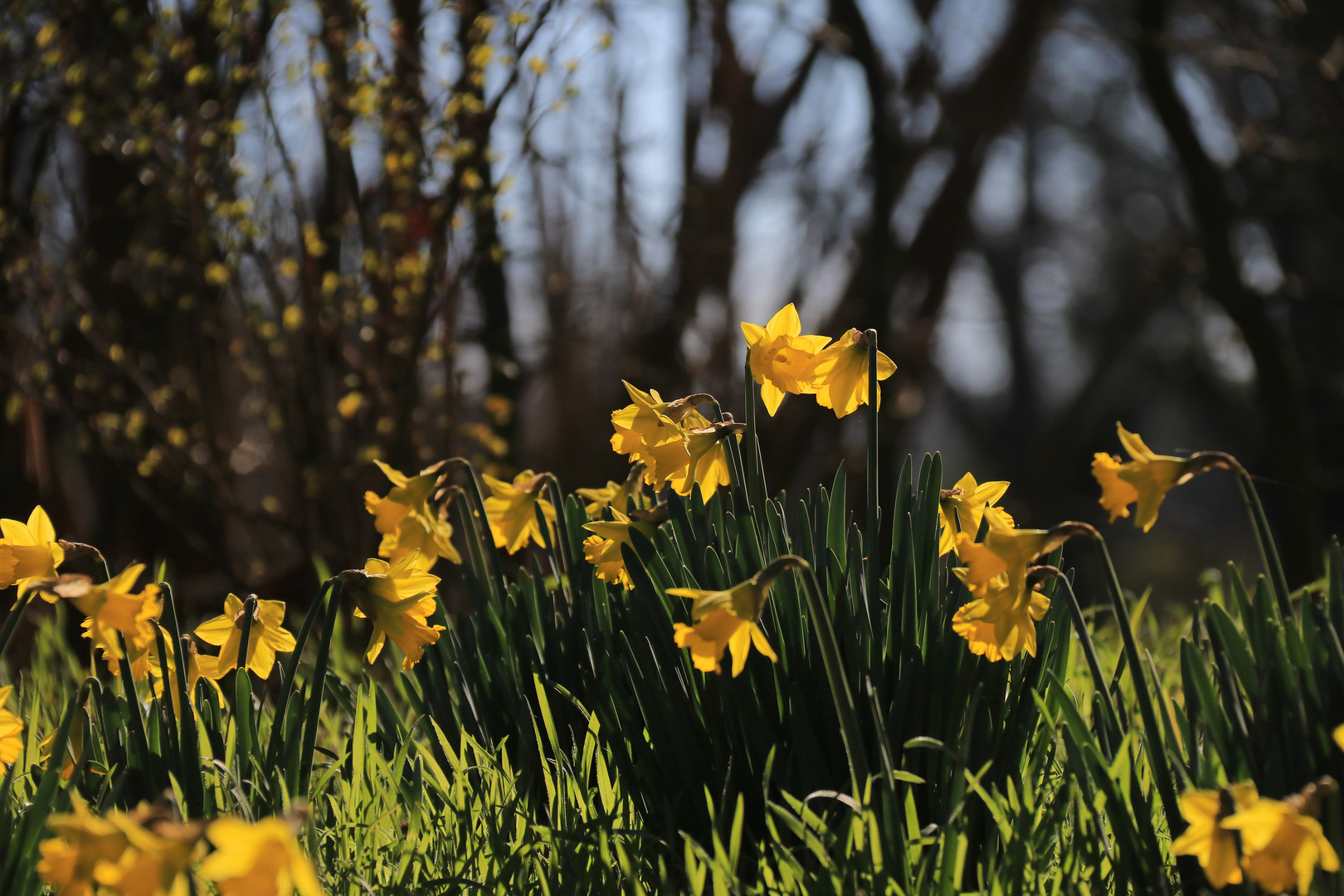 Frühling im Park