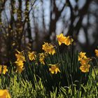 Frühling im Park