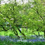 Frühling im Park