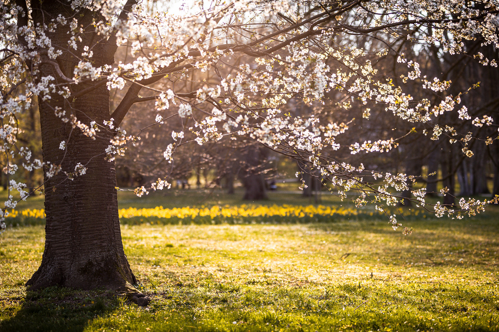 Frühling im Park 