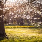 Frühling im Park 