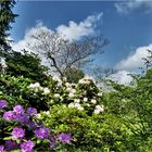 Frühling im Park