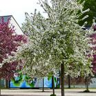 Frühling im Park der Generationen in Reichenbach/V.