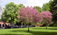 Frühling im Park