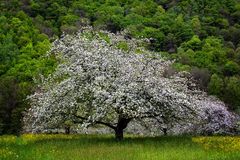 Frühling im Passauer Land