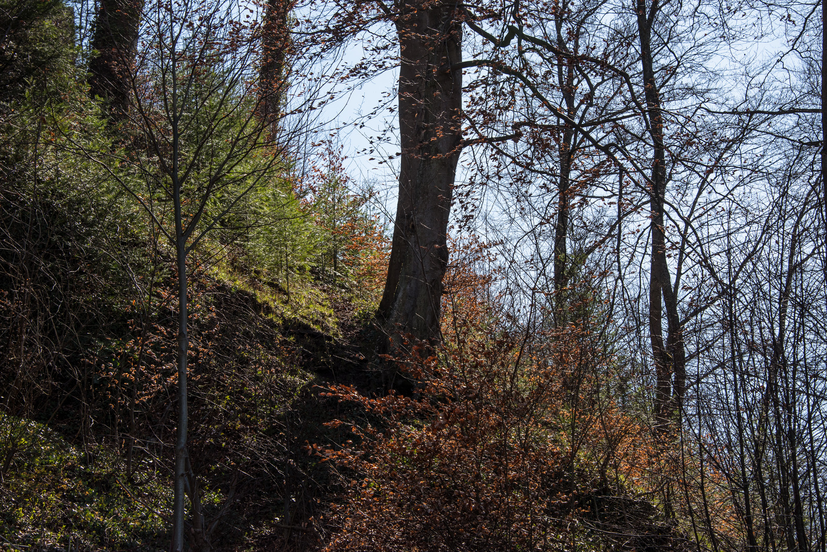 Frühling im Pfälzer Wald