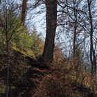 Frühling im Pfälzer Wald