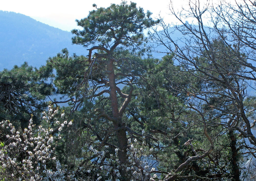 Frühling im Pfälzer Wald