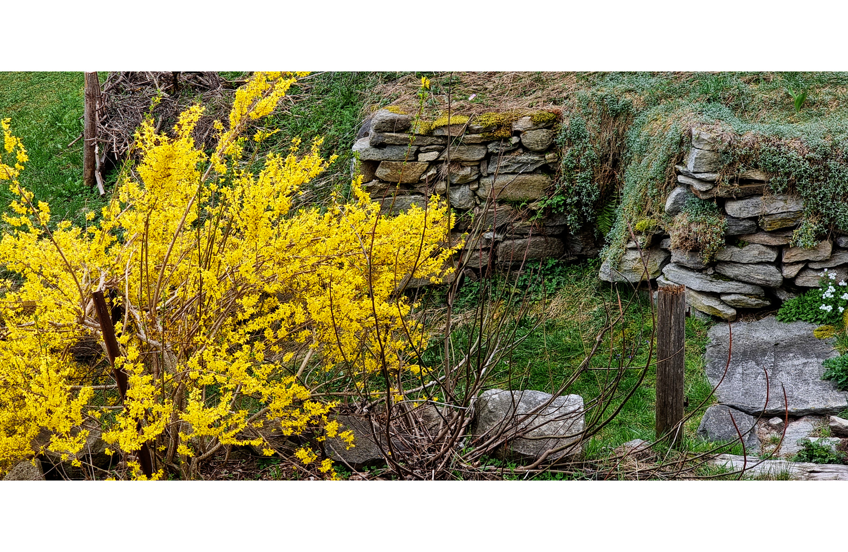 Frühling im Pfarrhausgarten