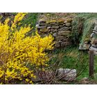 Frühling im Pfarrhausgarten