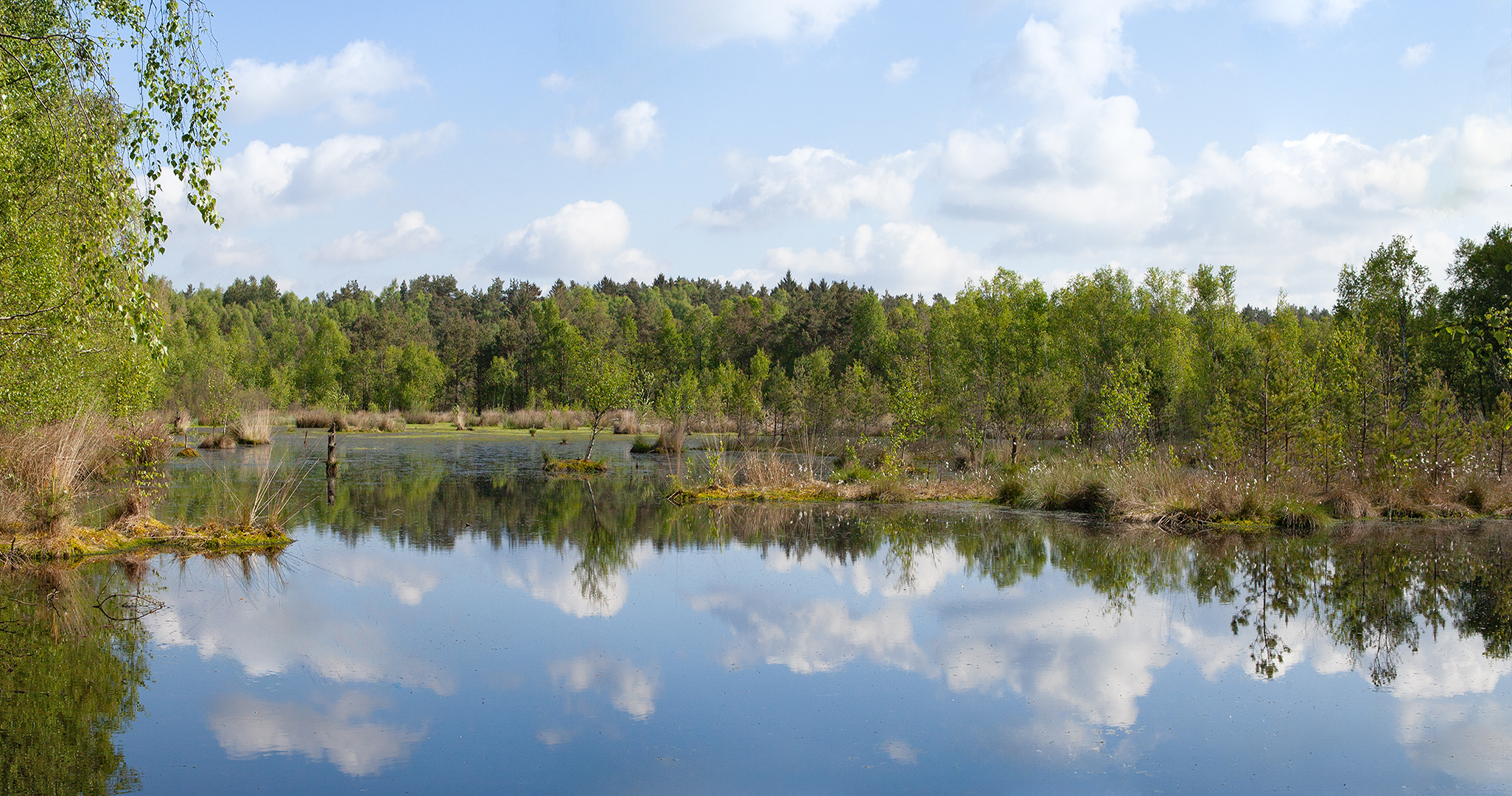 Frühling im Pietzmoor